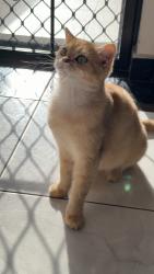 Lost Male Cat last seen Rawson road , Greenacre, NSW 2190