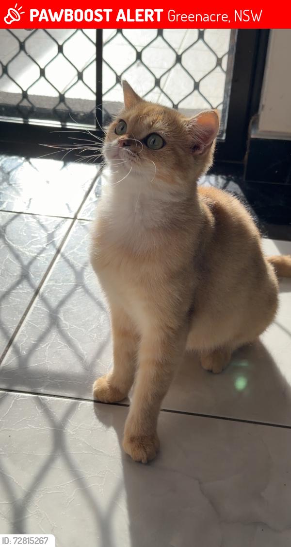 Lost Male Cat last seen Rawson road , Greenacre, NSW 2190
