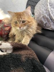 Lost Male Cat last seen South Hollywood, Las Vegas, NV 89101