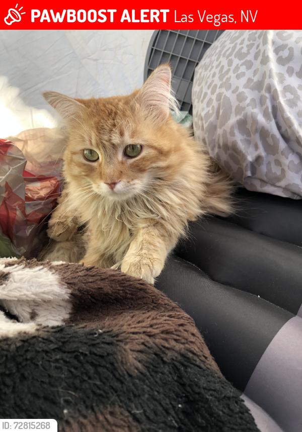 Lost Male Cat last seen South Hollywood, Las Vegas, NV 89101