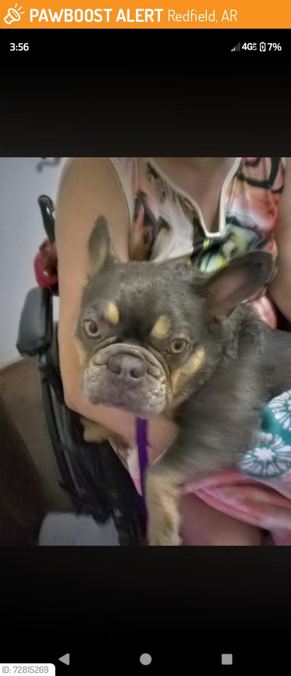 Found/Stray Unknown Dog last seen River road, Redfield, AR 72132