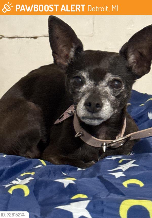 Found/Stray Female Dog last seen Schoolcraft and Meyers, Detroit, MI 48238