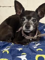 Found/Stray Female Dog last seen Schoolcraft and Meyers, Detroit, MI 48238