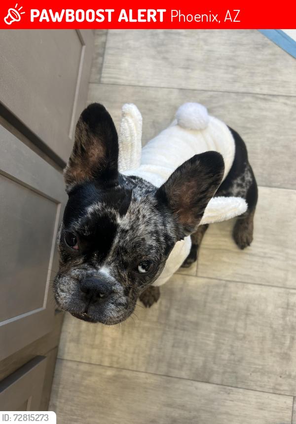 Lost Female Dog last seen 27th Ave and union hills , Phoenix, AZ 85053