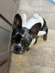 Lost Female Dog last seen 27th Ave and union hills , Phoenix, AZ 85053