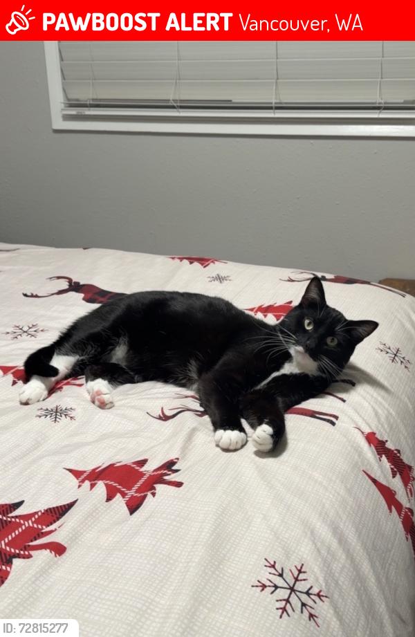 Lost Male Cat last seen NE 33rd Street and NE 119th Ave, Vancouver, WA 98682
