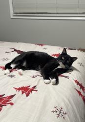 Lost Male Cat last seen NE 33rd Street and NE 119th Ave, Vancouver, WA 98682