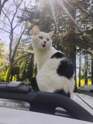 Lost Male Cat last seen He was seen on Mill road, he disappeared when my dad and I where at the park I think he just wandered off because there's a female cat that lives on Mill road, Santa Cruz, CA 95060