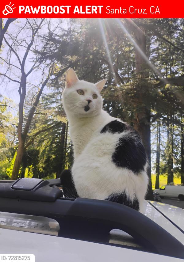 Lost Male Cat last seen He was seen on Mill road, he disappeared when my dad and I where at the park I think he just wandered off because there's a female cat that lives on Mill road, Santa Cruz, CA 95060