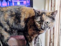 Found/Stray Female Cat last seen Flint Avenue , Akron, OH 44305
