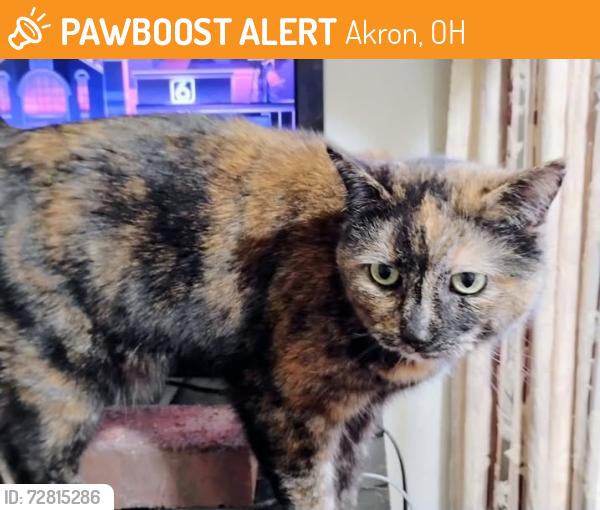 Found/Stray Female Cat last seen Flint Avenue , Akron, OH 44305
