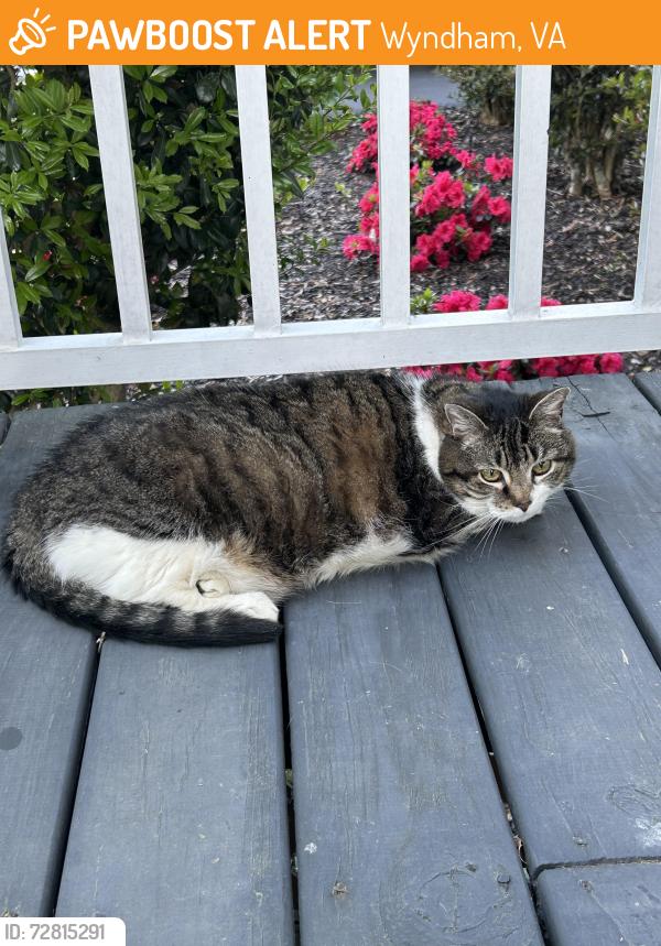 Found/Stray Female Cat last seen Brentmoor Dr, Wyndham, Wyndham, VA 23059