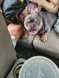 Found/Stray Male Dog last seen Railroad tracks, Redfield, AR 72132