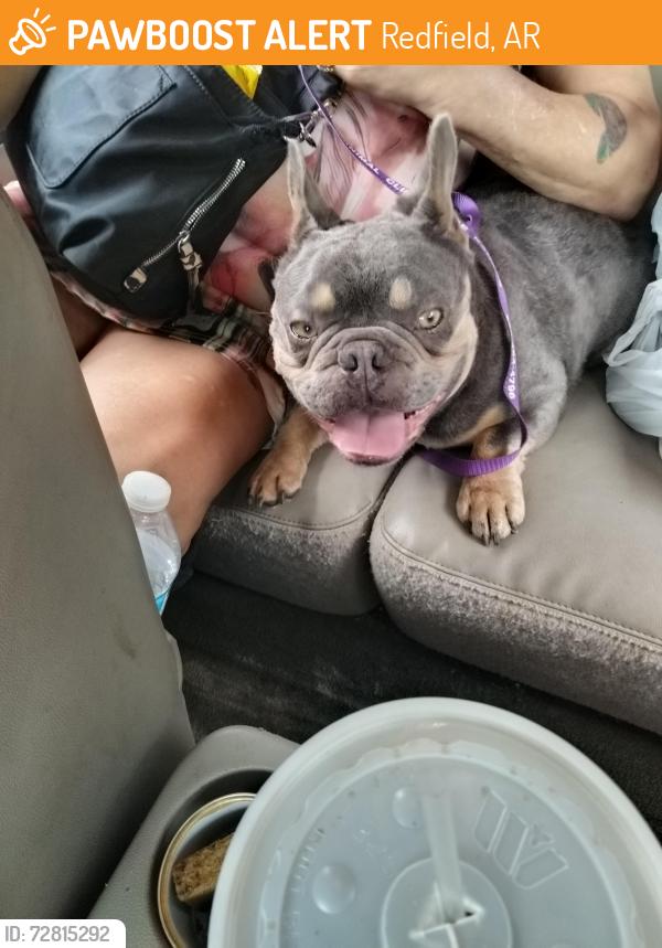 Found/Stray Male Dog last seen Railroad tracks, Redfield, AR 72132
