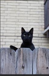 Lost Male Cat last seen monte rosa dr, Carson City, NV 89701