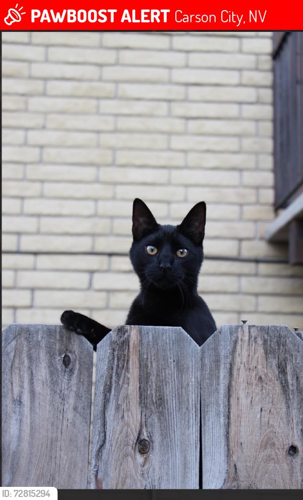 Lost Male Cat last seen monte rosa dr, Carson City, NV 89701