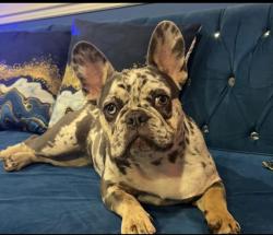 Reunited Female Dog last seen Chicon Street and 6th, Austin, TX 78702