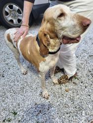 Found/Stray Female Dog last seen Riceville Rd by bull pasture, Asheville, NC 28805
