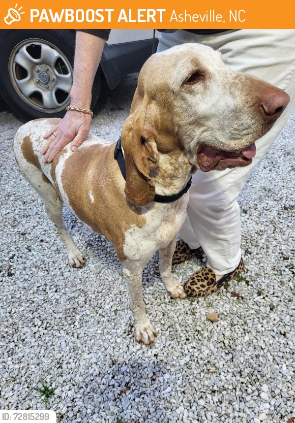 Found/Stray Female Dog last seen Riceville Rd by bull pasture, Asheville, NC 28805