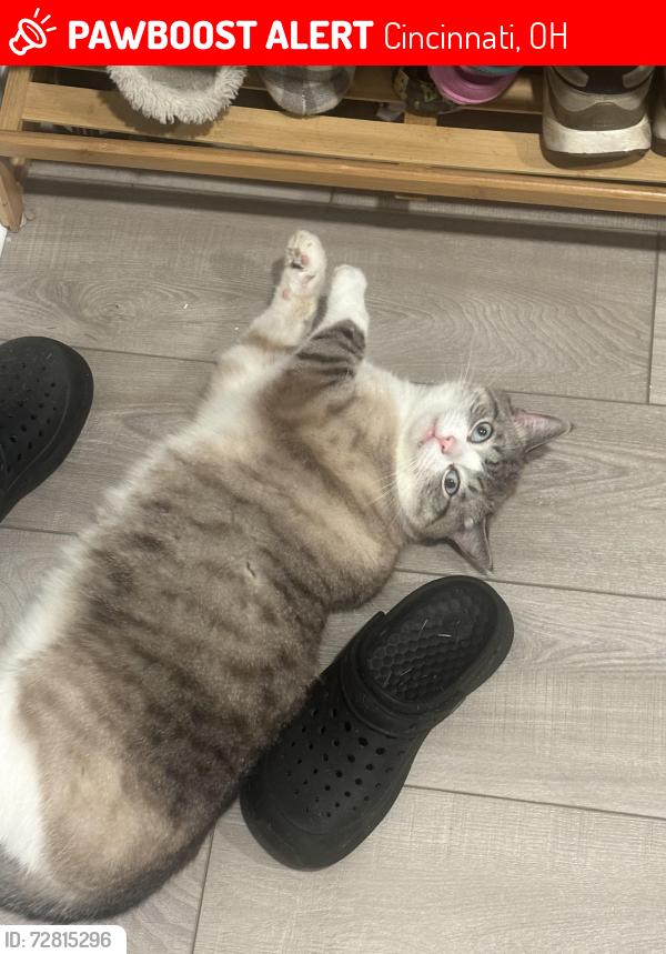 Lost Male Cat last seen Foley Road and Roebling Road, Cincinnati, OH 45205
