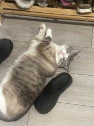 Lost Male Cat last seen Foley Road and Roebling Road, Cincinnati, OH 45205
