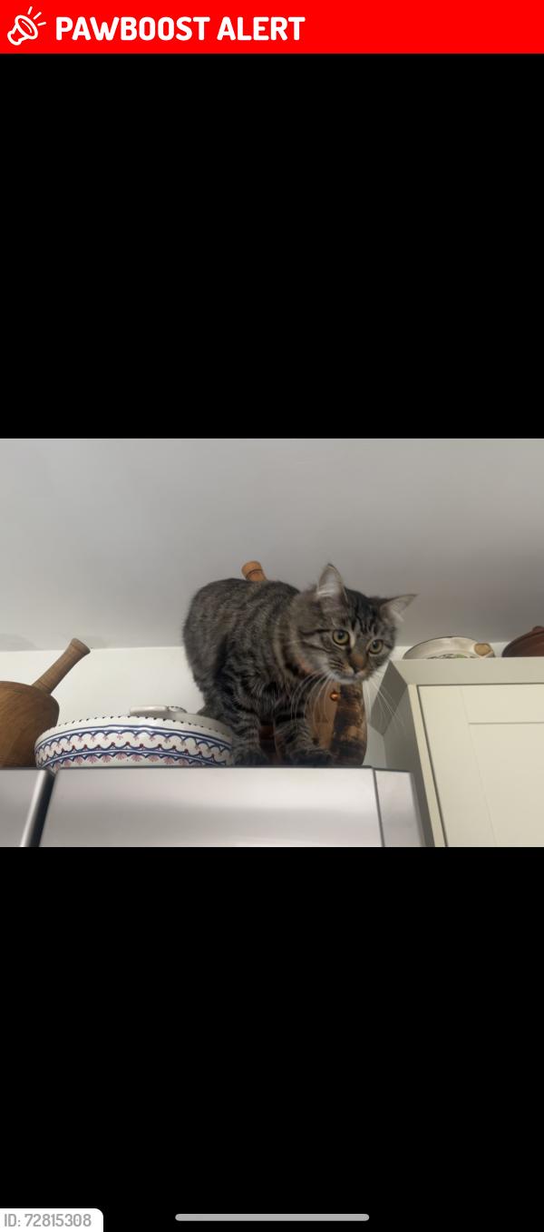 Lost Female Cat last seen Kilburn high street , Greater London, England NW6 7QR
