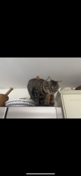 Lost Female Cat last seen Kilburn high street , Greater London, England NW6 7QR