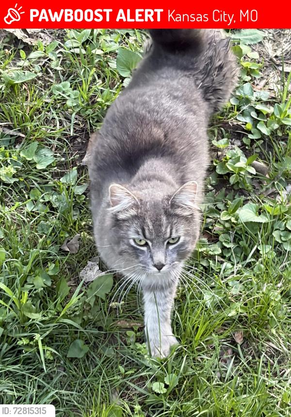 Lost Male Cat last seen Gladstone Blvd and Bales Ave, Kansas City, MO 64123