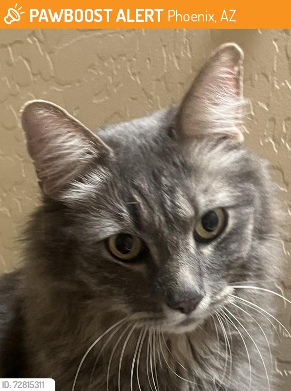 Found/Stray Unknown Cat last seen 51st Ave & Cortopassi, just south of Harmony subdivision pool, Phoenix, AZ 85083