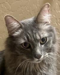 Found/Stray Unknown Cat last seen 51st Ave & Cortopassi, just south of Harmony subdivision pool, Phoenix, AZ 85083