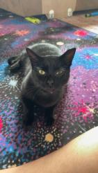 Lost Male Cat last seen Hilton Garden Inn.  Right next to 490 exit to Bushnell Basin exit  , Pittsford, NY 14534
