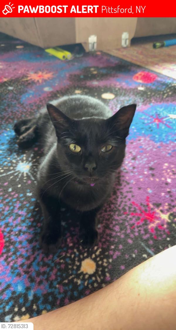 Lost Male Cat last seen Hilton Garden Inn.  Right next to 490 exit to Bushnell Basin exit  , Pittsford, NY 14534