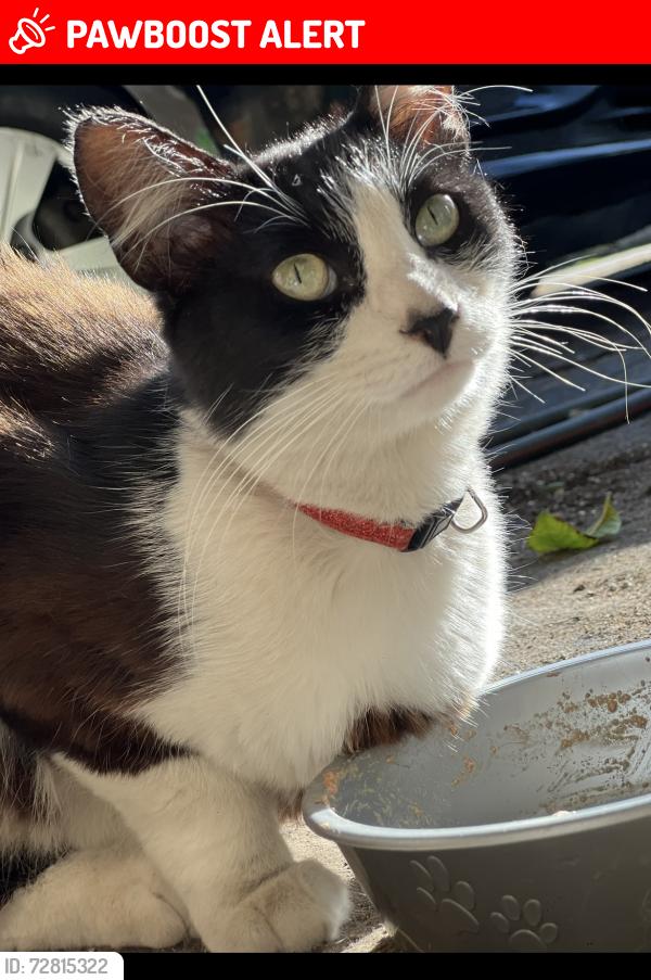 Lost Male Cat last seen Shoemaker ave. Before Beaty , Santa Fe Springs, CA 90650