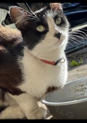 Lost Male Cat last seen Shoemaker ave. Before Beaty , Santa Fe Springs, CA 90650