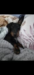 Lost Female Dog last seen New end of kalynda chase bohle plains heading into bush , Bohle Plains, QLD 4817