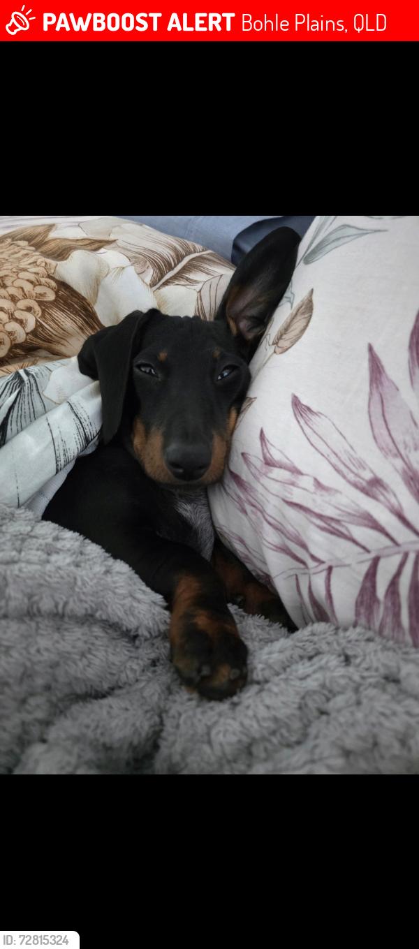 Lost Female Dog last seen New end of kalynda chase bohle plains heading into bush , Bohle Plains, QLD 4817