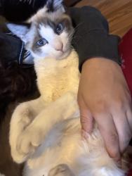 Lost Male Cat last seen Post office , Pasadena, CA 91103