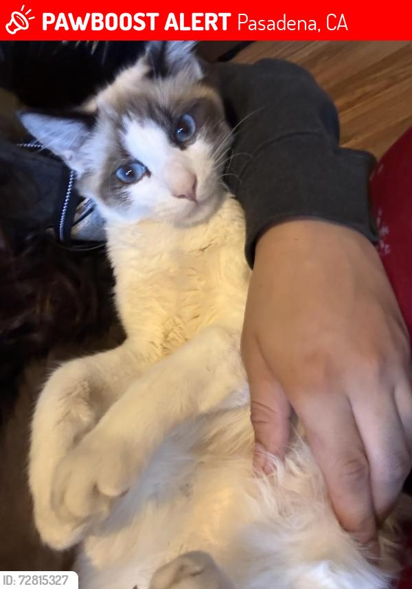 Lost Male Cat last seen Post office , Pasadena, CA 91103