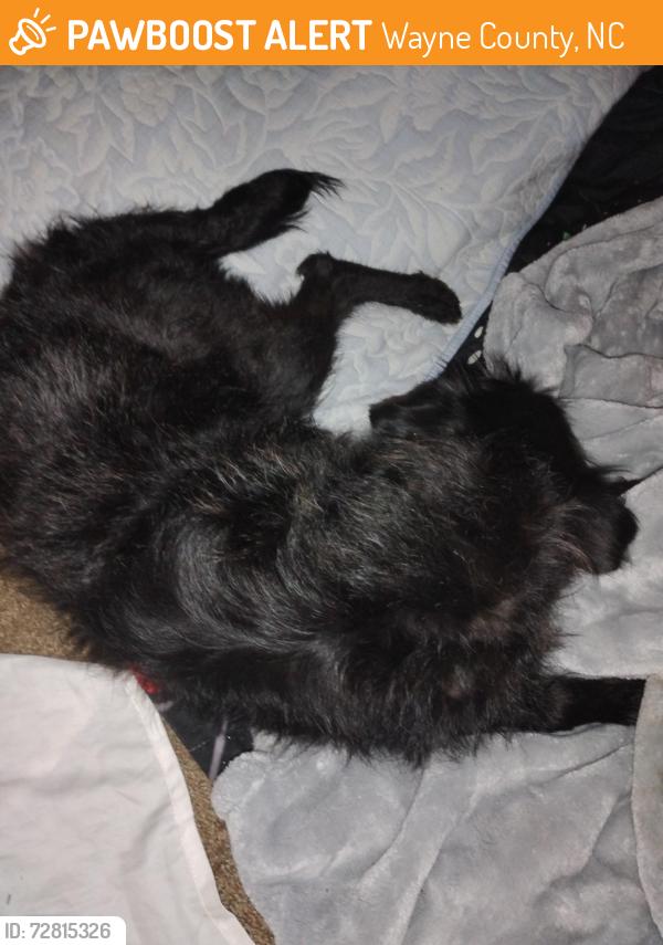 Found/Stray Female Dog last seen Lucky Oak Road MarMac Area, Wayne County, NC 27530