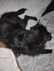 Found/Stray Female Dog last seen Lucky Oak Road MarMac Area, Wayne County, NC 27530