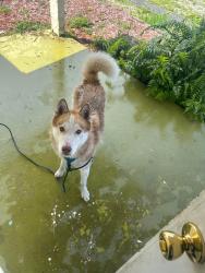 Lost Male Dog last seen West firs street and Australia , Riviera Beach, FL 33404