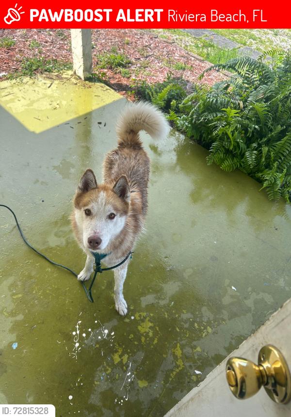 Lost Male Dog last seen West firs street and Australia , Riviera Beach, FL 33404
