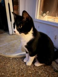 Found/Stray Female Cat last seen apache trail , Nashville, TN 37013