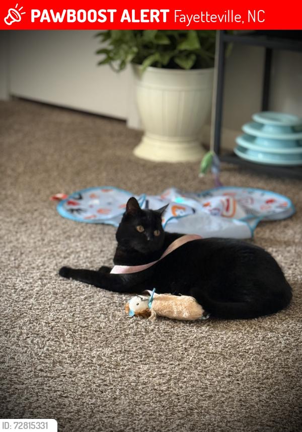 Lost Female Cat last seen Village Dr, Fayetteville, NC 28304