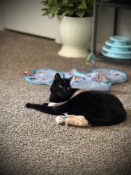 Lost Female Cat last seen Village Dr, Fayetteville, NC 28304