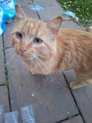 Found/Stray Male Cat last seen Robin's nest golf course , Harrison, OH 45030