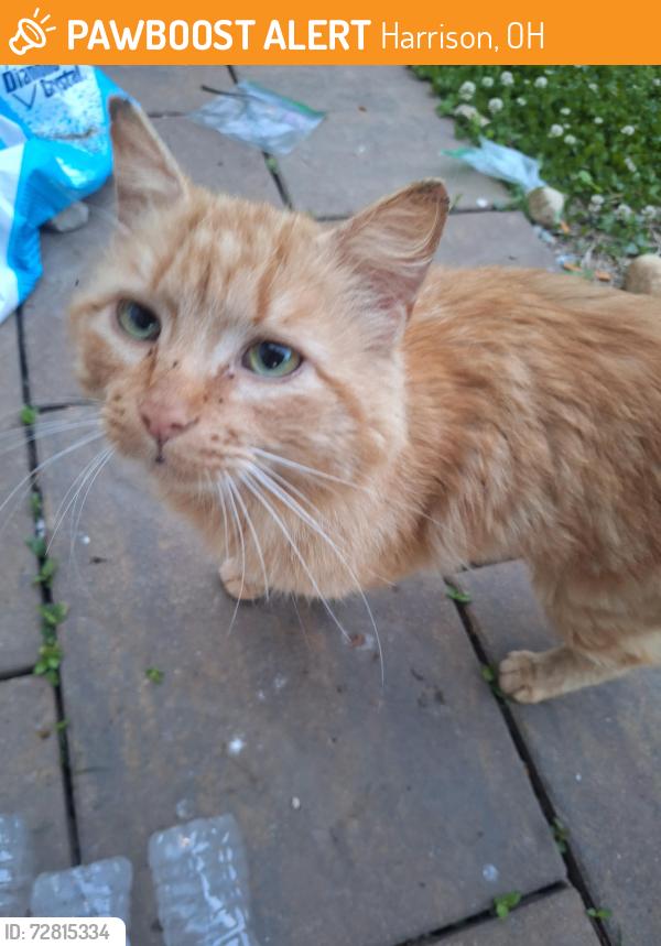 Found/Stray Male Cat last seen Robin's nest golf course , Harrison, OH 45030