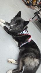 Lost Female Dog last seen Jolly Ollies Pizza Pub, Hendersonville, TN 37075