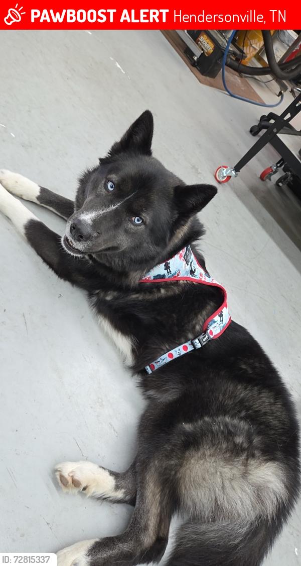 Lost Female Dog last seen Jolly Ollies Pizza Pub, Hendersonville, TN 37075