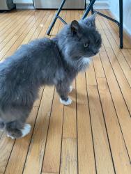 Lost Female Cat last seen Whitewater drive , Burke, VA 22015